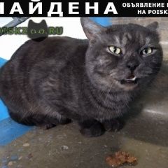 Фото: найдена кошка «Найден кот домашний, породистый Чехов» в г. Чехов